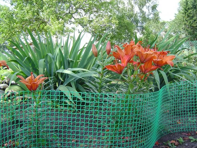 Plastikowa siatka zapobiega zarastaniu lilii