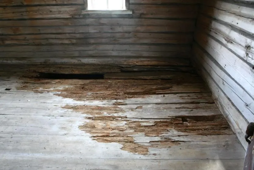 Spróchniała podłoga drewniana jest wynikiem niewłaściwej konserwacji.