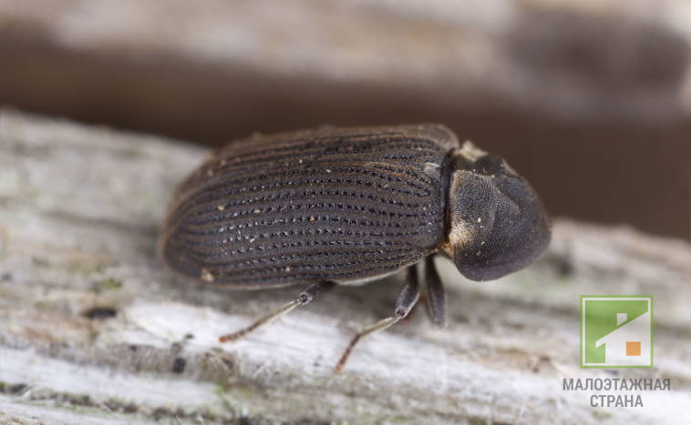 Carpenter Beetle: skuteczne sposoby na pozbycie się i zapobieganie