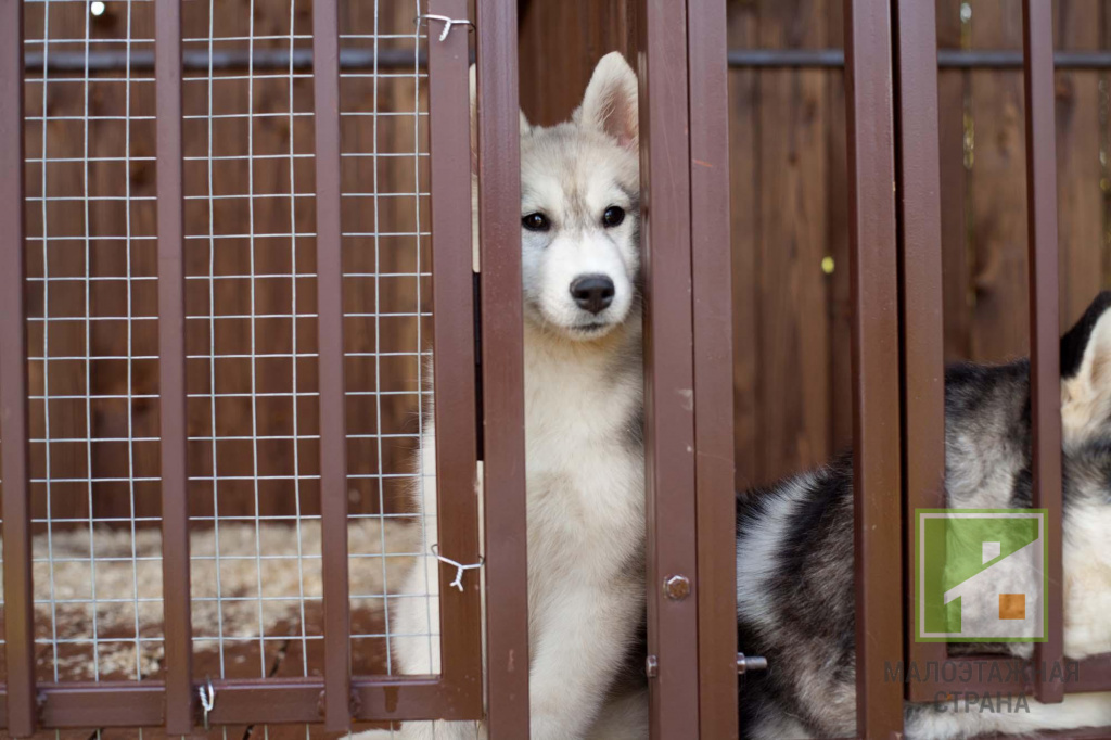 Obudowa Husky: jak zrobić i gdzie zainstalować