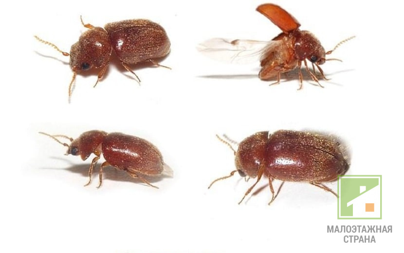 Pluskwiaki drzew: opis, odmiany, metody zwalczania szkodników, profilaktyka