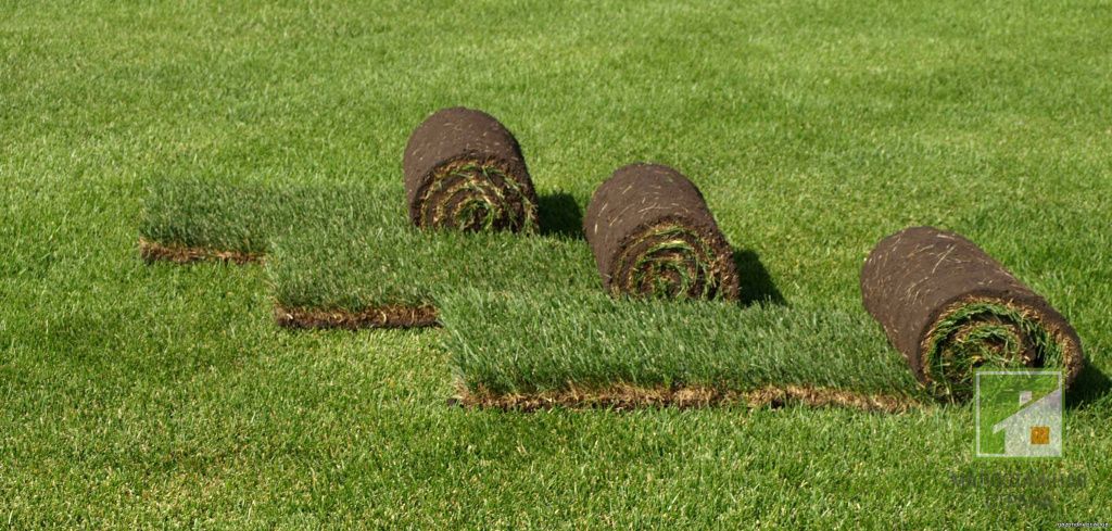 Рулонна трава для газону: види, сорти та їх особливості, укладання та догляд, фото та відео