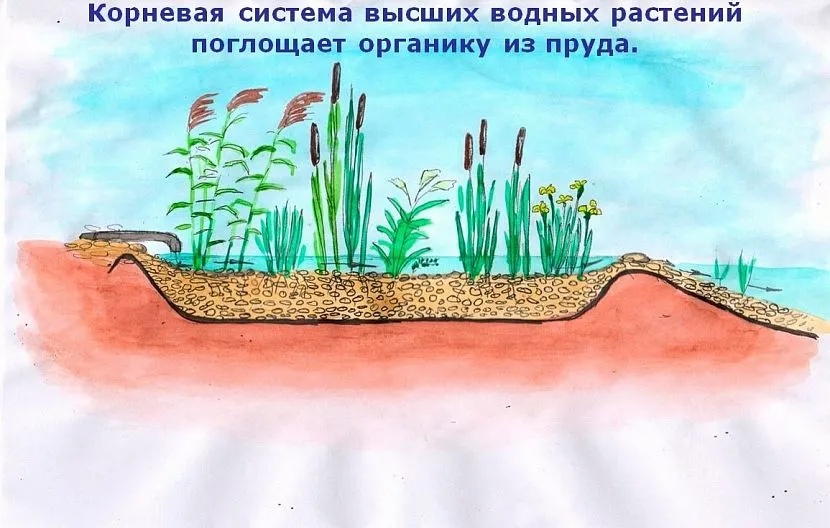 Коріння вищих водних рослин живиться органікою з основного водоймища, забезпечуючи при цьому очищення води