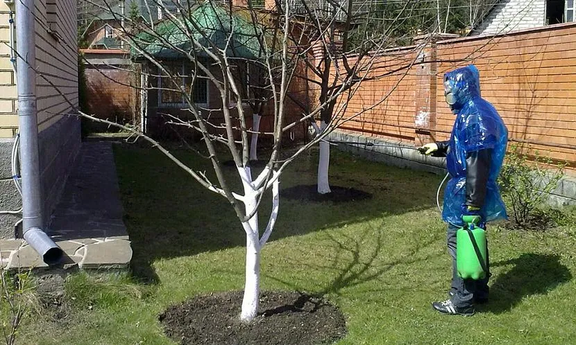 Przetwarzanie ogrodu siarczanem żelaza rozpoczyna się wczesną wiosną, kiedy pąki jeszcze się nie otworzyły (w przeciwnym razie można je spalić)