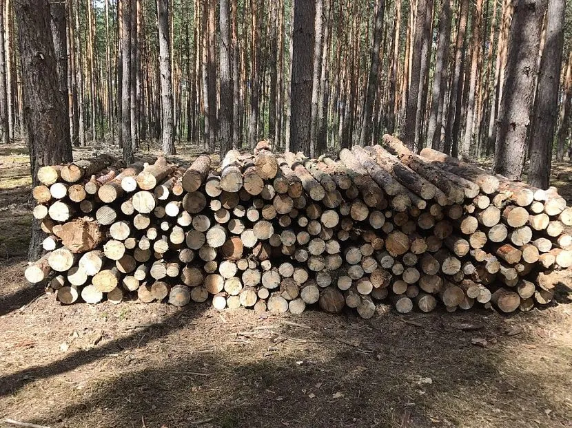 Ciepło ze spalania drewna sosnowego jest nieco wyższe niż z drewna świerkowego, ze względu na różnicę w zawartości żywicy.