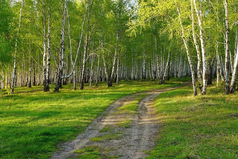 Заготівлю березових віників для лазні потрібно проводити на екологічно чистих територіях, далеко від промислових районів.