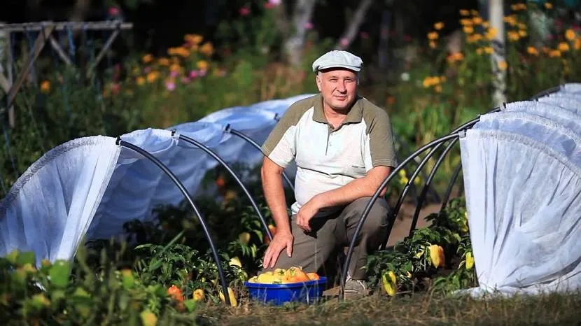 Często szklarnie pokrywają dorosłe rośliny