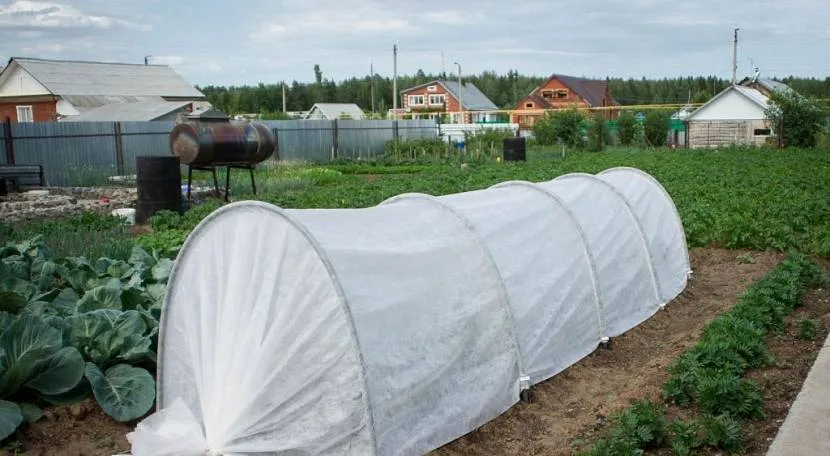 Парник «Пролісок» дуже популярний і поширений у Росії