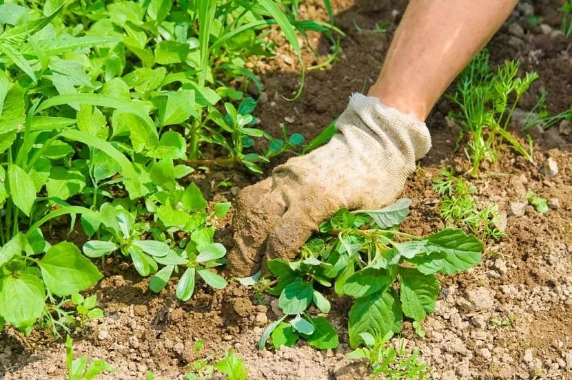 Ручне видалення бур'янів снити