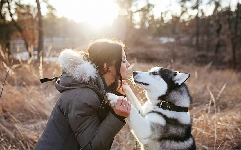 Husky potrzebuje towarzystwa