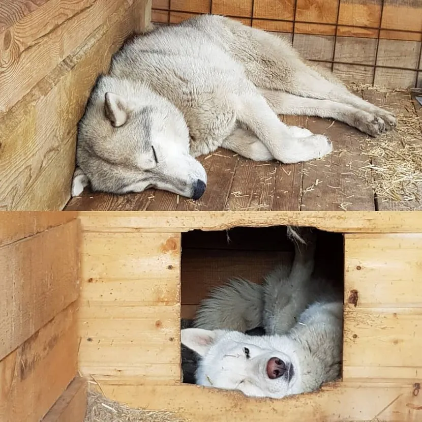 Будка з плоским дахом