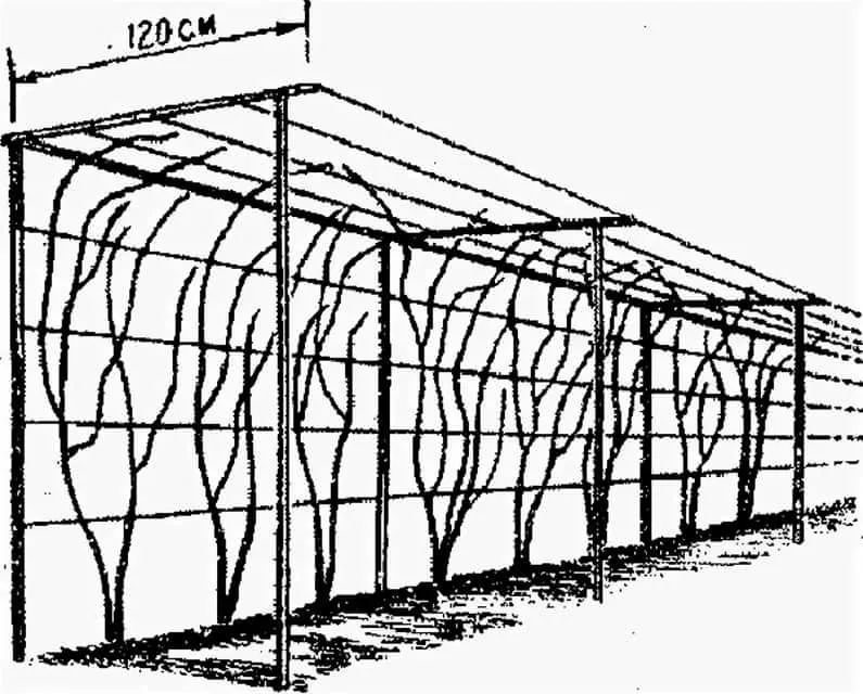 Варіант конструкції П-подібної шпалери для винограду