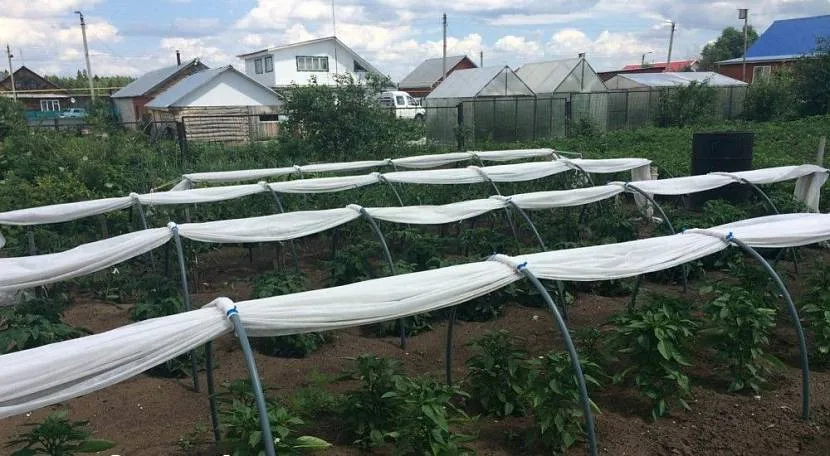 Щоб вибрати хороший парник, потрібно мати уявлення про процеси, що відбуваються в ньому.