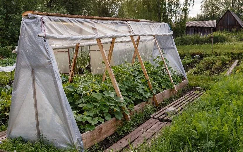 Парник-курінь на дерев'яному каркасі