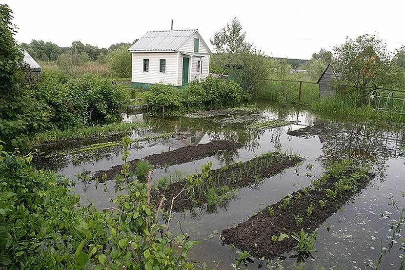 Якщо на ділянці накопичується вода, її необхідно осушити