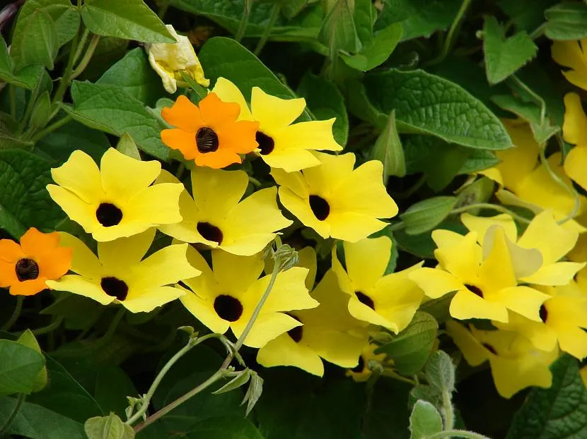 Thunbergia to pnący żywopłot.