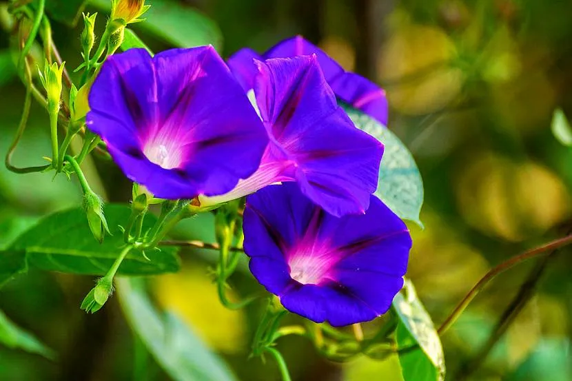 Ipomoea można wysiewać w pobliżu ogrodzenia