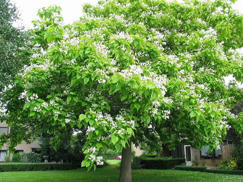 Rodzaje Catalpa