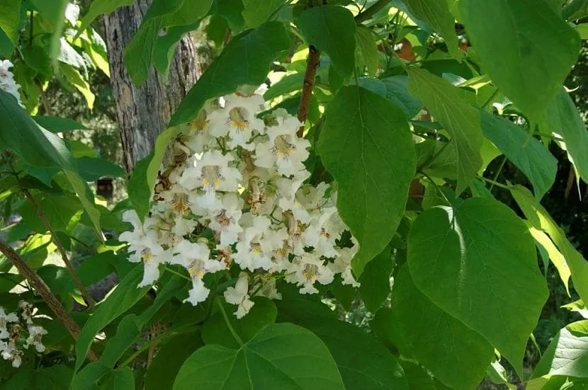 Catalpa to dobra roślina miodowa