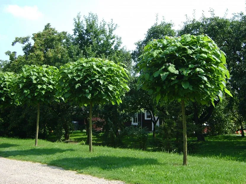 Sadzenie alei Catalpa