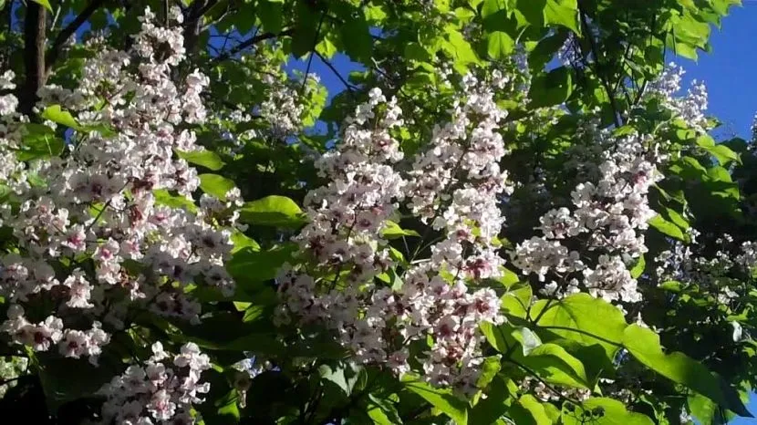 Kwitnąca Catalpa Bunge