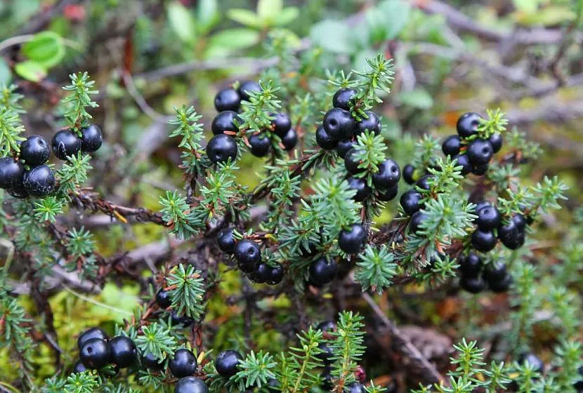 Bażyna czarna rośnie na kwaśnych glebach torfowisk, lasach tundrowych, na terenach skalistych