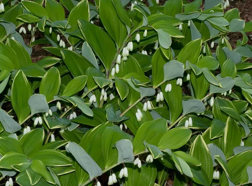 Kupena officinalis w fazie pączkowania