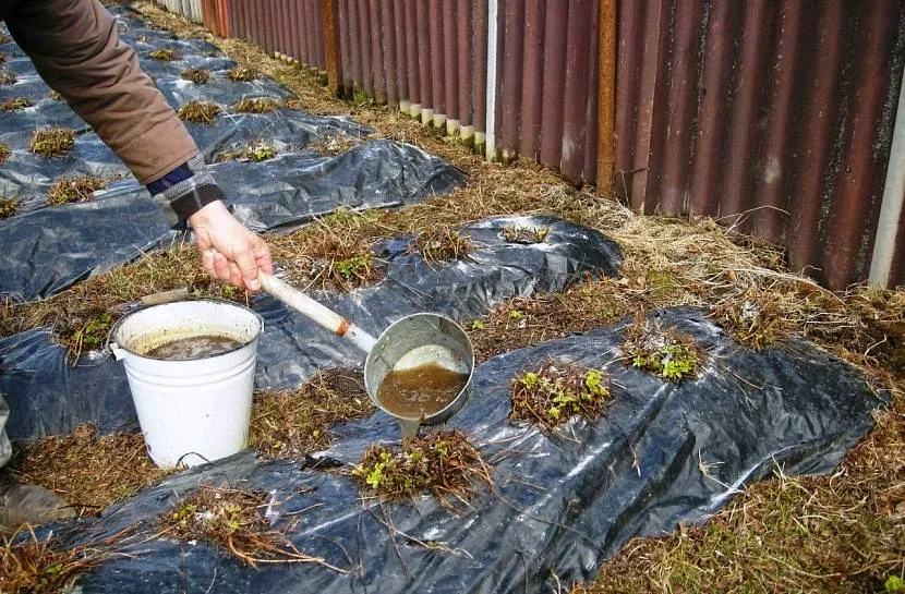 Top dressing truskawek na wiosnę, łącznie z podlewaniem, przed nocnymi przymrozkami