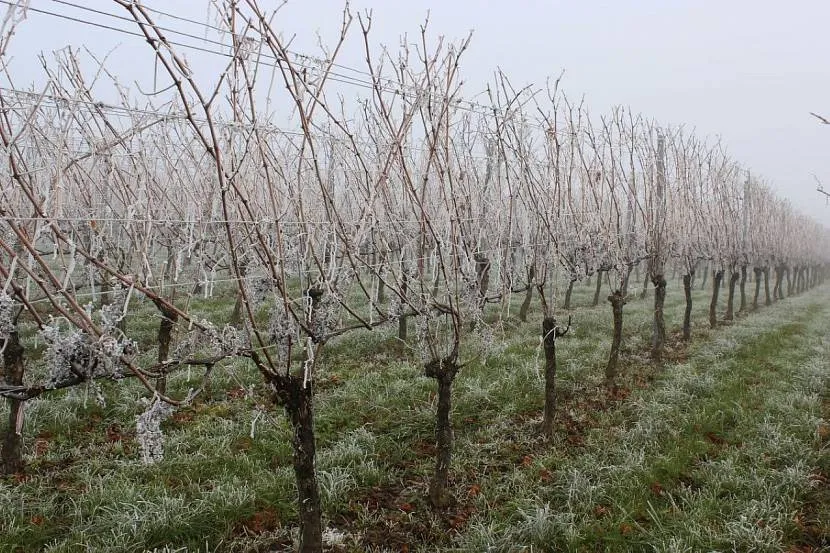 Temperatury poniżej zera mogą powstrzymać pęcznienie pąków i otwieranie się liści