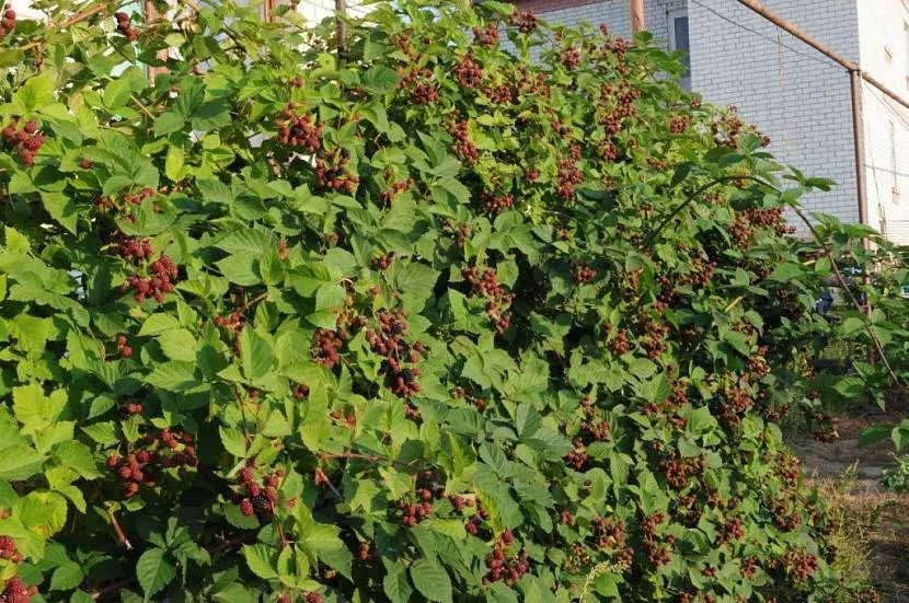 Często na wsi można zobaczyć żywopłot jeżynowy, ale nie zawsze wygląda idealnie, ponieważ rośnie silnie.