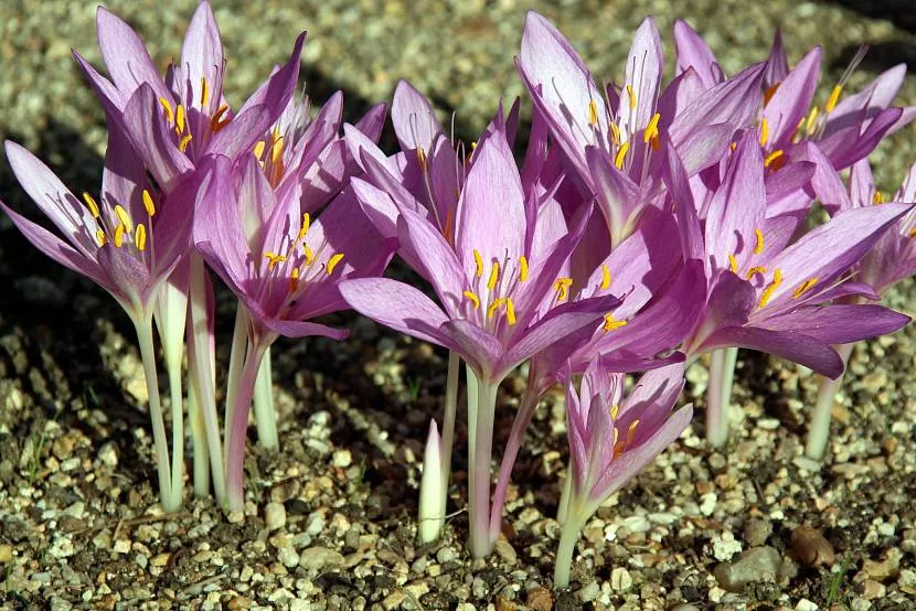 Odwieczna colchicum w ich letnim domku