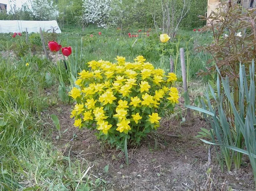 Молочай із жовтим цвітінням на присадибній ділянці