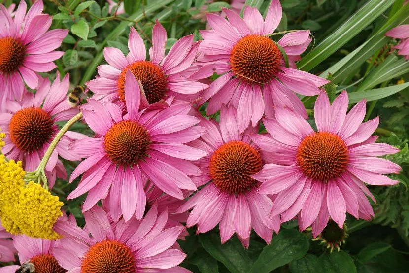 Soczysta różowa echinacea