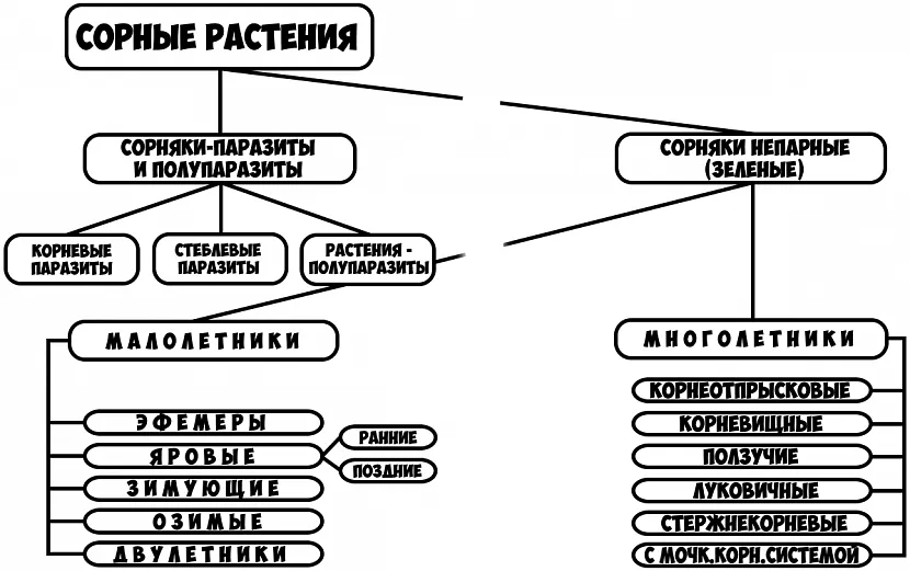 Класифікація бур'янів