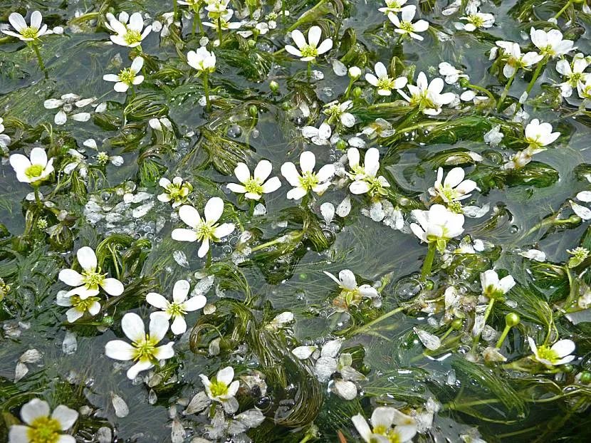 Шовковник - водяний жовтець