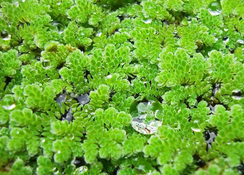 Azolla - pływająca paproć