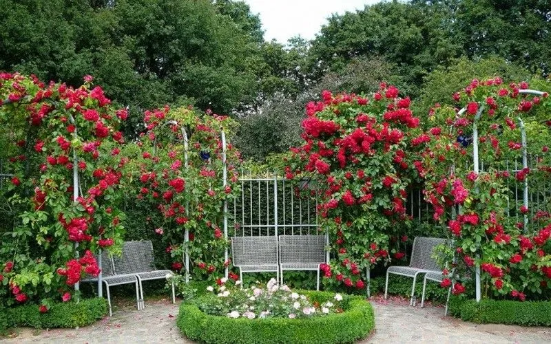 Do ceremonialnych ogrodów różanych potrzebne są jasne i bujne odmiany.