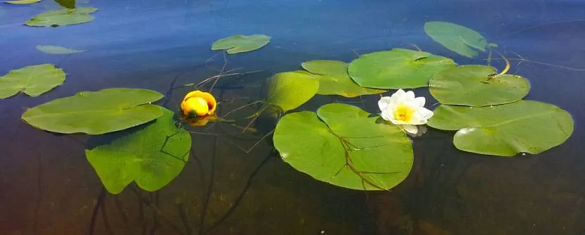 Staw z liliami wodnymi w stylu krajobrazowym