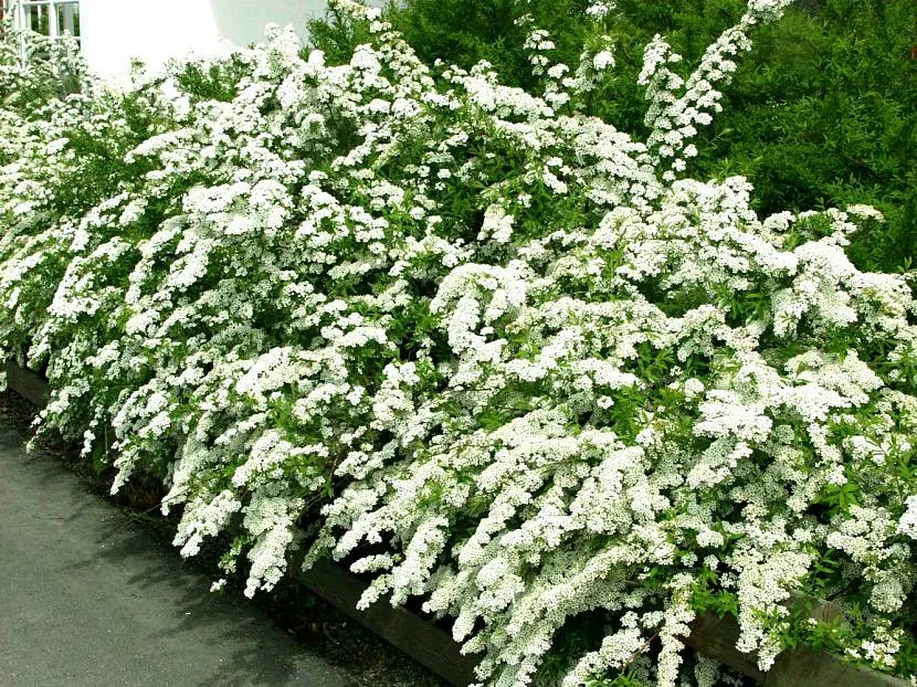 Spirea Greif Połysk