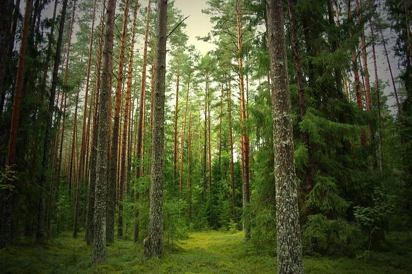 Osoby cierpiące na astmę czują się dobrze w świerkowym lesie