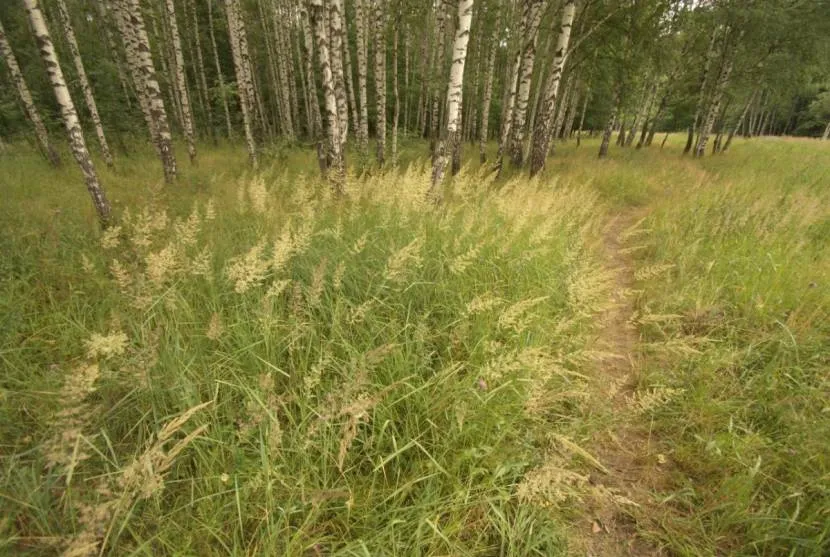 Bluegrass w naturalnym środowisku