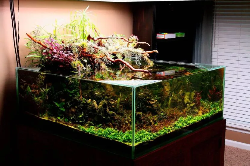 Paludarium