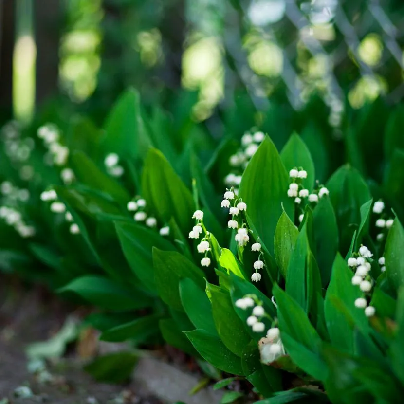 Delikatna wiosenna kawaleria