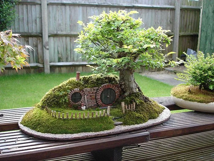 Entuzjaści mogą zająć się uprawą bonsai