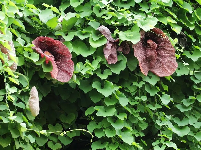 Liana aristolochia mandżurska