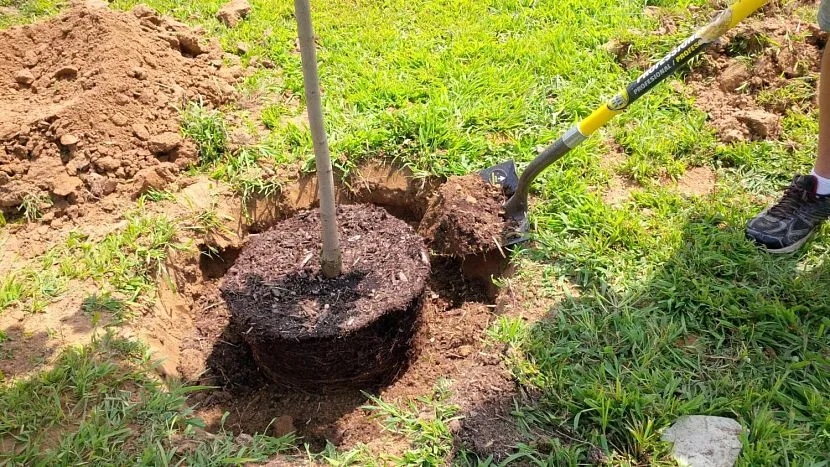 Przy wyborze ważna jest zgodność ze składem gleby na drewno