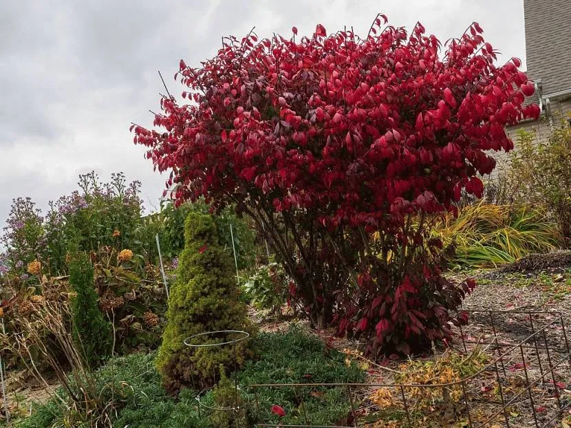 Euonymus jesienią - jasnoczerwony kolor