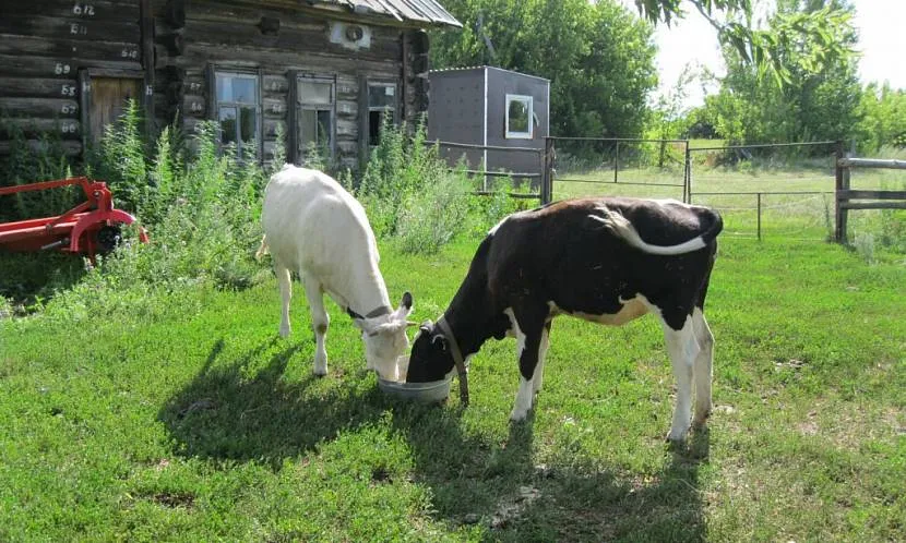 Można tak po prostu dostać farmę, ale jeśli nie znasz cech prawa o użytkowaniu gruntów, możesz zostać ukarany grzywną