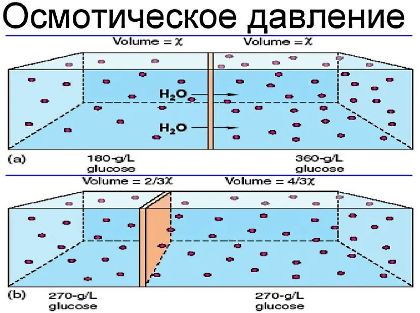 Принцип дії осмотичного тиску