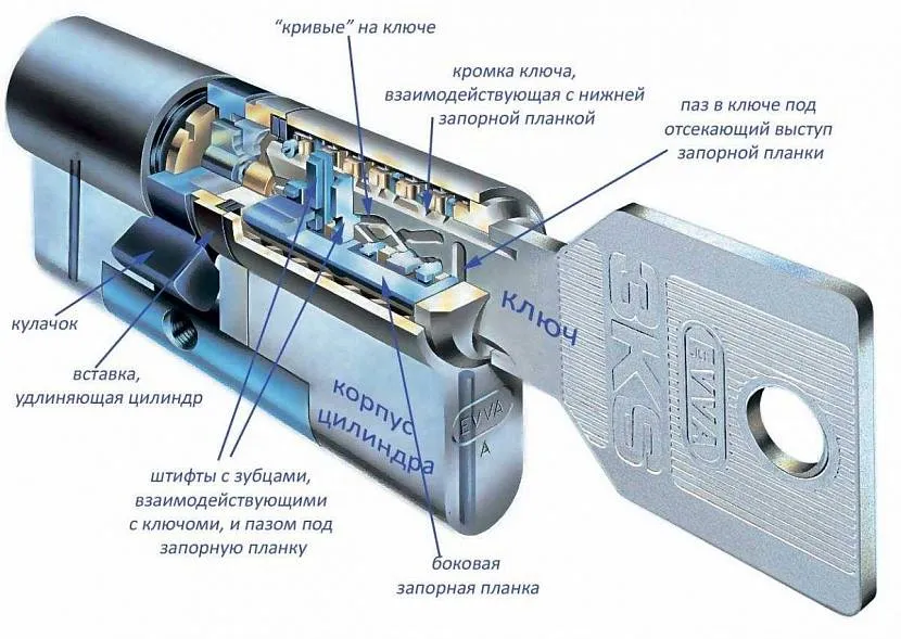 Схема внутрішньої будови стандартної личинки